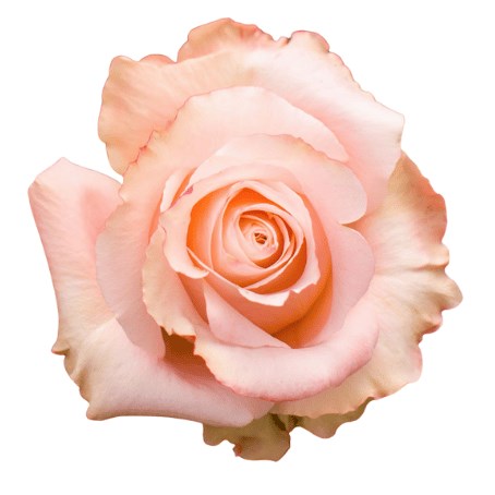 Colombian Rose Peach (our choice)