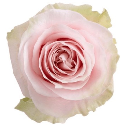 Colombian Rose Pink (our choice)