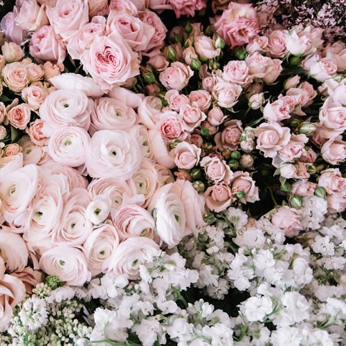 Wholesalers Choice (Blush)