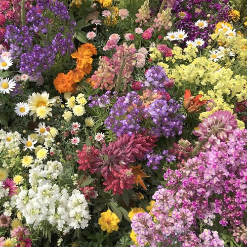 Wholesalers Choice (Cottage Garden)