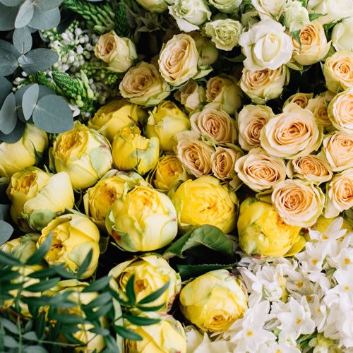 Wholesalers Choice (Cream / Yellow)