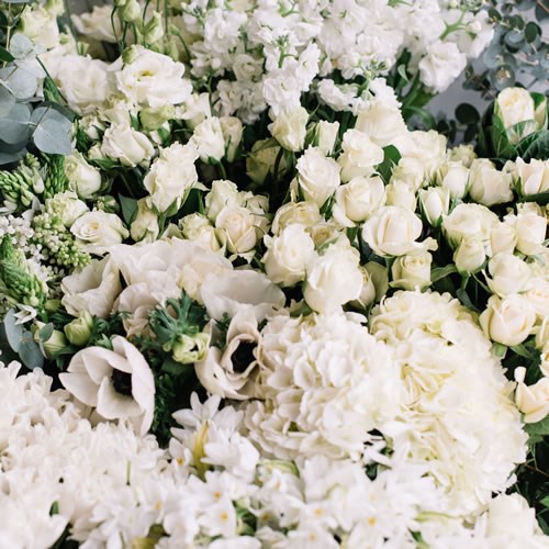 Wholesalers Choice (Ivory / White)