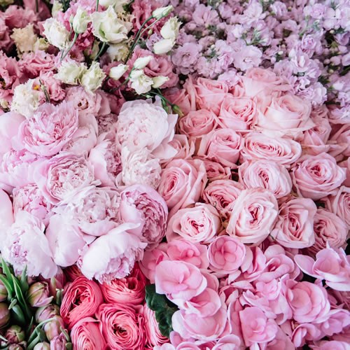 Wholesalers Choice (Pink)
