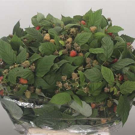 Wine Berry