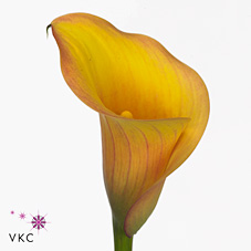 Calla Lily captain durance