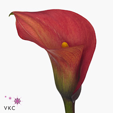 Calla Lily captain monza