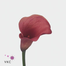 Calla Lily captain romance