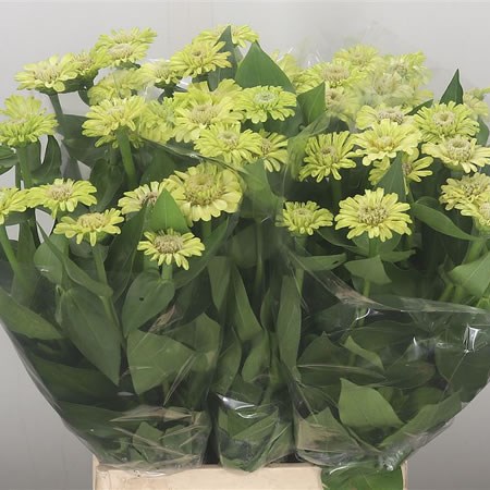 Zinnia Elegans Green