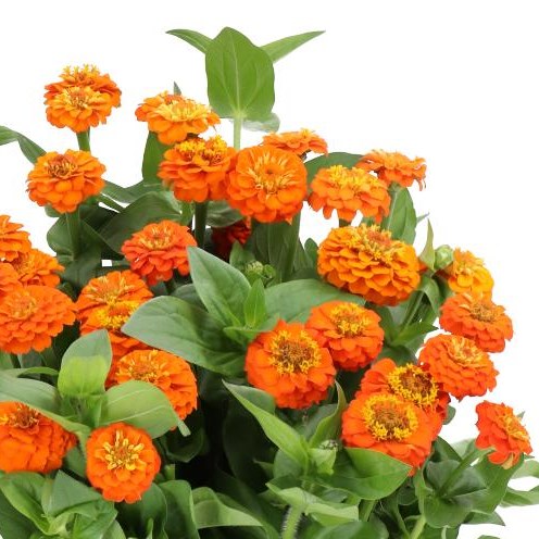 Zinnia Lilliput Orange