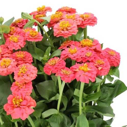Zinnia Lilliput Rose