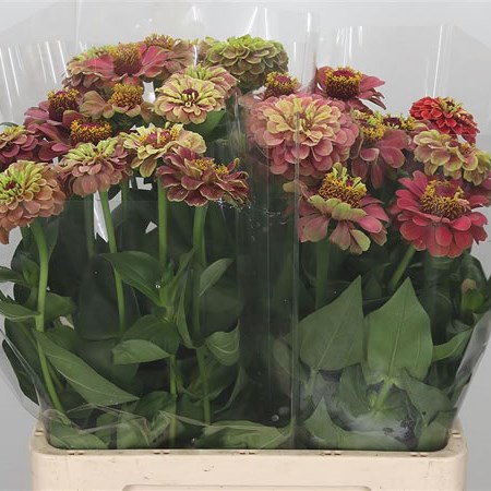 Zinnia Red/Lime