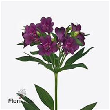 Alstroemeria cleo