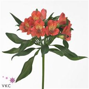 Alstroemeria estee