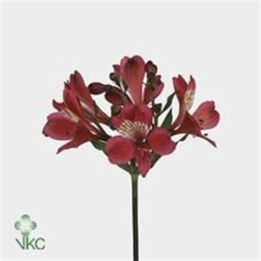 Alstroemeria granada
