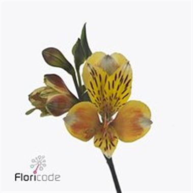 Alstroemeria hunter