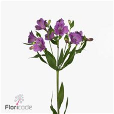 Alstroemeria madrid