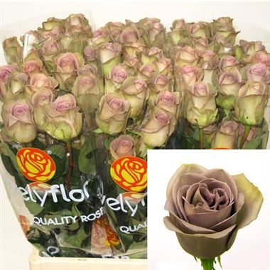 Rose Amnesia (Ecuador)