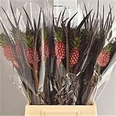 Ananas Nina Small (pineapple flowers)
