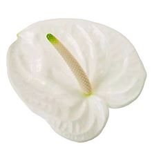 Anthurium adina x 20