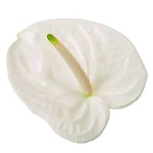 Anthurium adina x 16