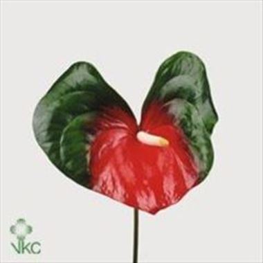Anthurium amigo x 10