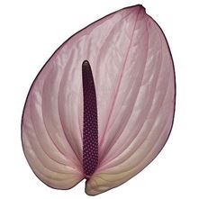 Anthurium bellanca x 12