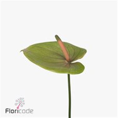 Anthurium brasilia x 12