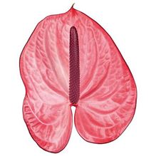 Anthurium candy x 16