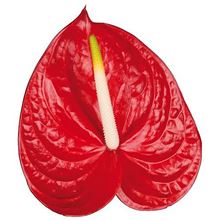 Anthurium carisma x 16