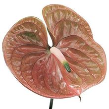 Anthurium Cognac x 16
