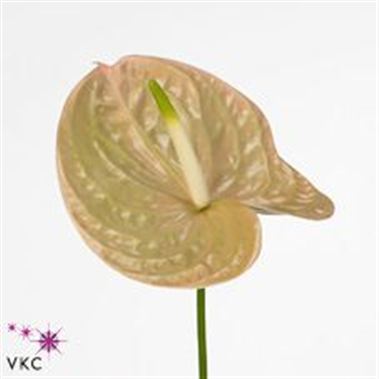 Anthurium crista x 16