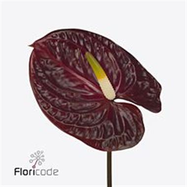 Anthurium dark lady x 16