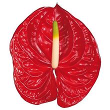 Anthurium eterno x 16