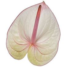 Anthurium Fantasia x 16