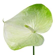 Anthurium Grace x 12