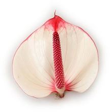 Anthurium La Amour x 16