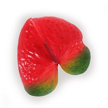 Anthurium mars x 16