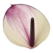 Anthurium maxima violeta x 12