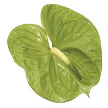 Anthurium Midori x 16