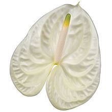 Anthurium Moments x 16