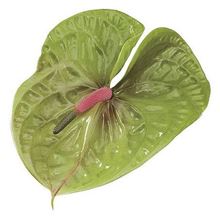 Anthurium Pistache x 16