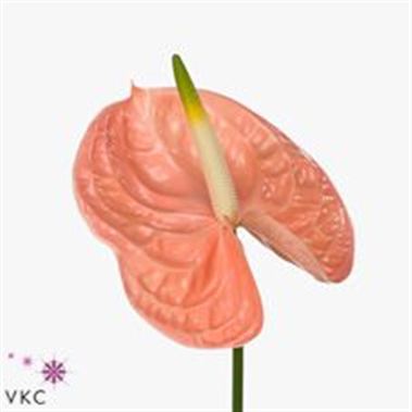 Anthurium evita pink x 12