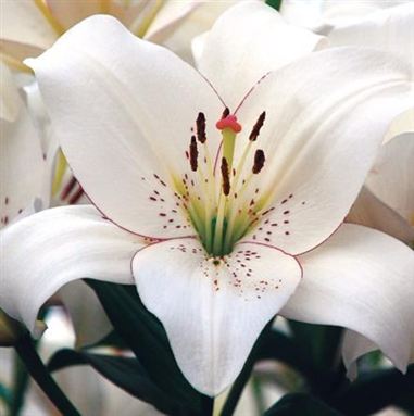 LILY ASIATIC eyeliner