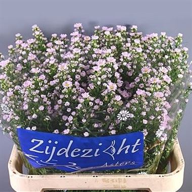 Aster Claudia