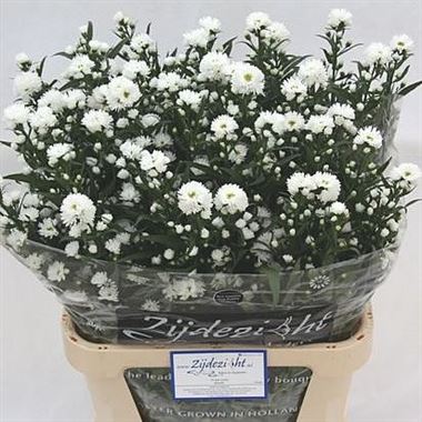 Aster Linda