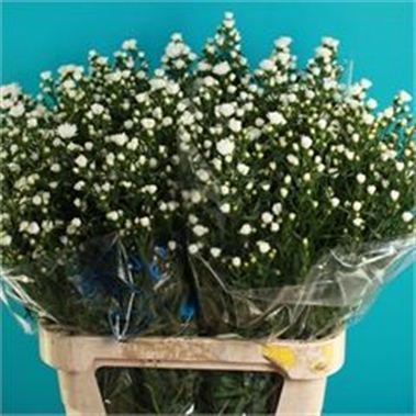 Aster Pretty Wendy Double