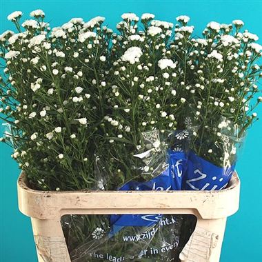 Aster Cassy