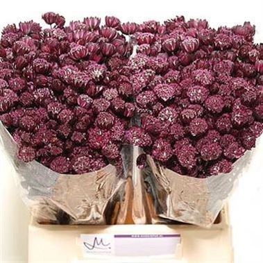 ASTRANTIA STAR OF FIRE