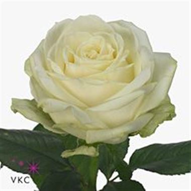 Rose Of Avalanche, The - Anthology (First Avalanche / Always There) Rose Of Avalanche, The - Anthology (First Avalanche / Always There)