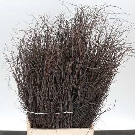 BIRCH NATURAL